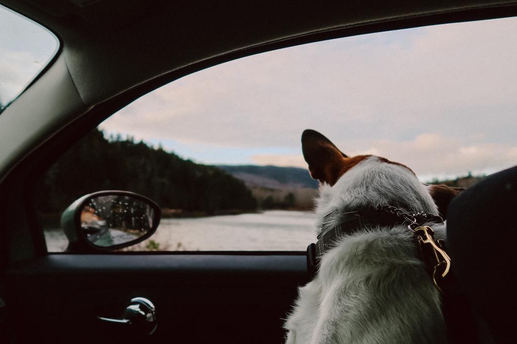 cachorro janela carro viagem